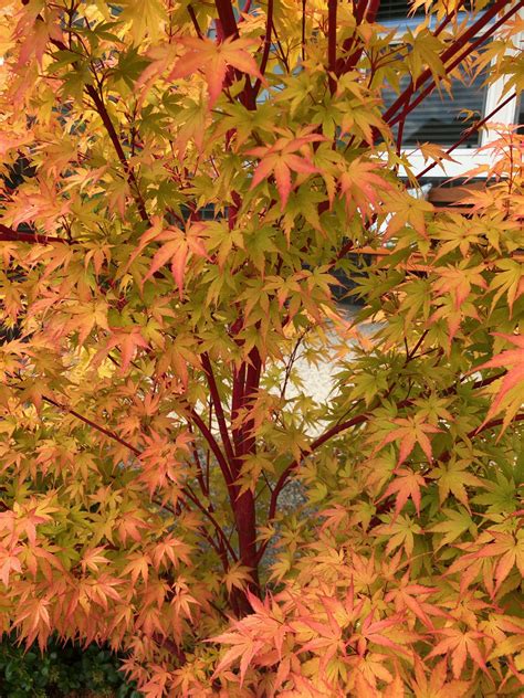 The Healing Powers of Coral Witchcraft Japanese Maple
